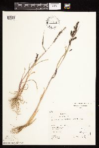 Echinochloa frumentacea image