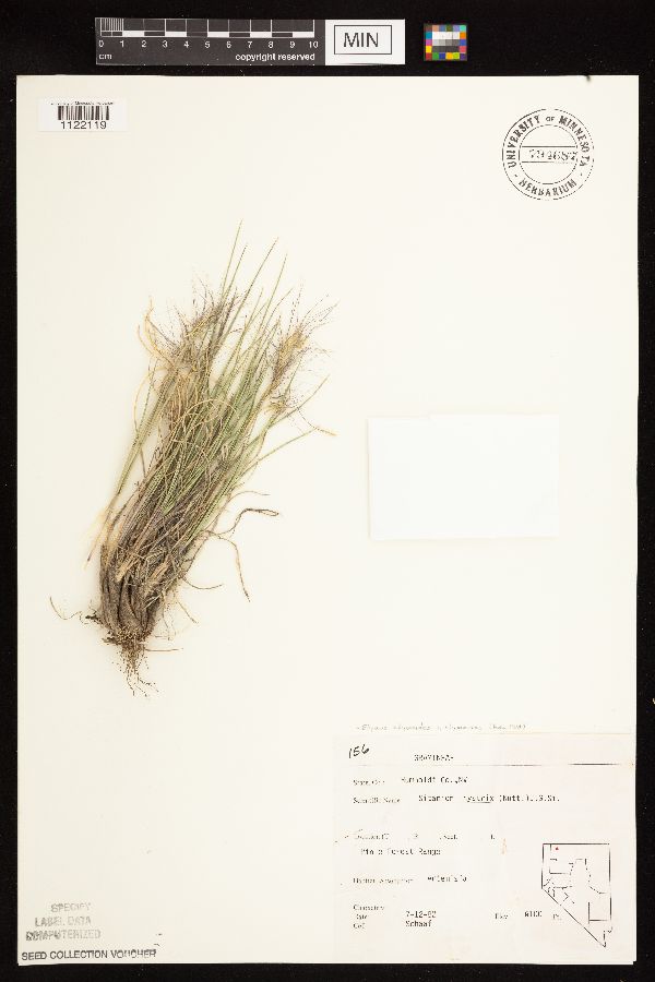 Elymus elymoides image