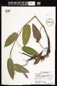 Persicaria amphibia image