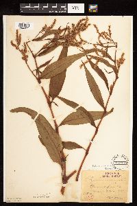 Persicaria lapathifolia image