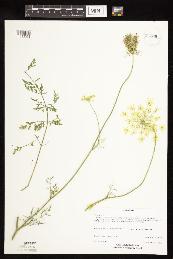 Daucus carota image