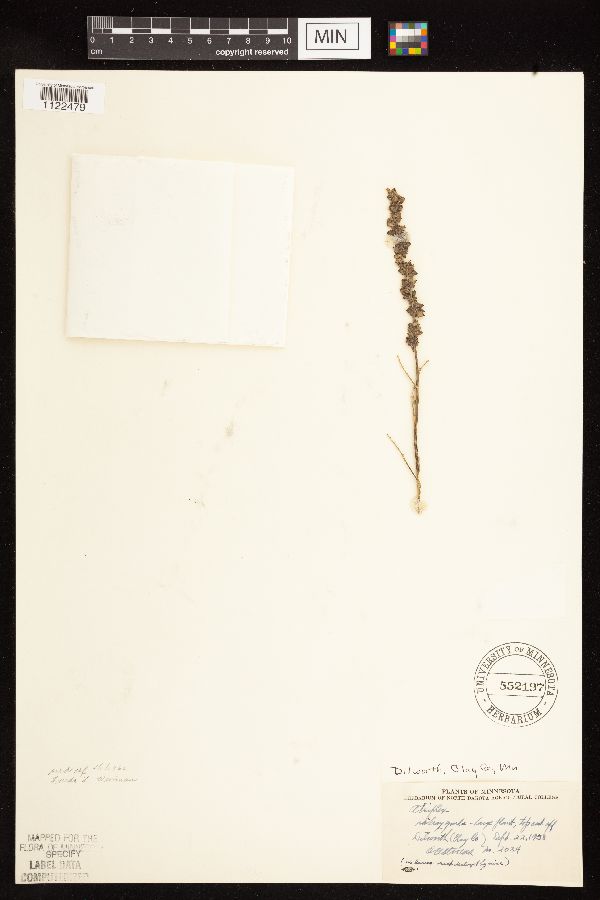 Atriplex image