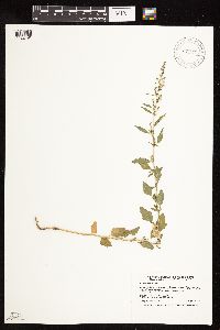 Chenopodium album image