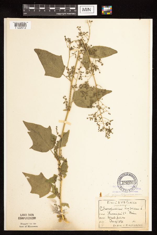 Chenopodium simplex image