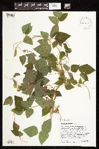 Amphicarpaea bracteata image