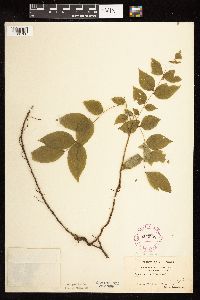 Gymnocladus dioicus image