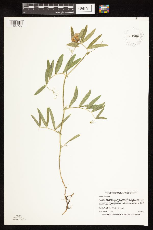 Lathyrus palustris image