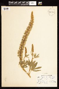 Lupinus argenteus image