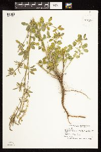 Melilotus officinalis image