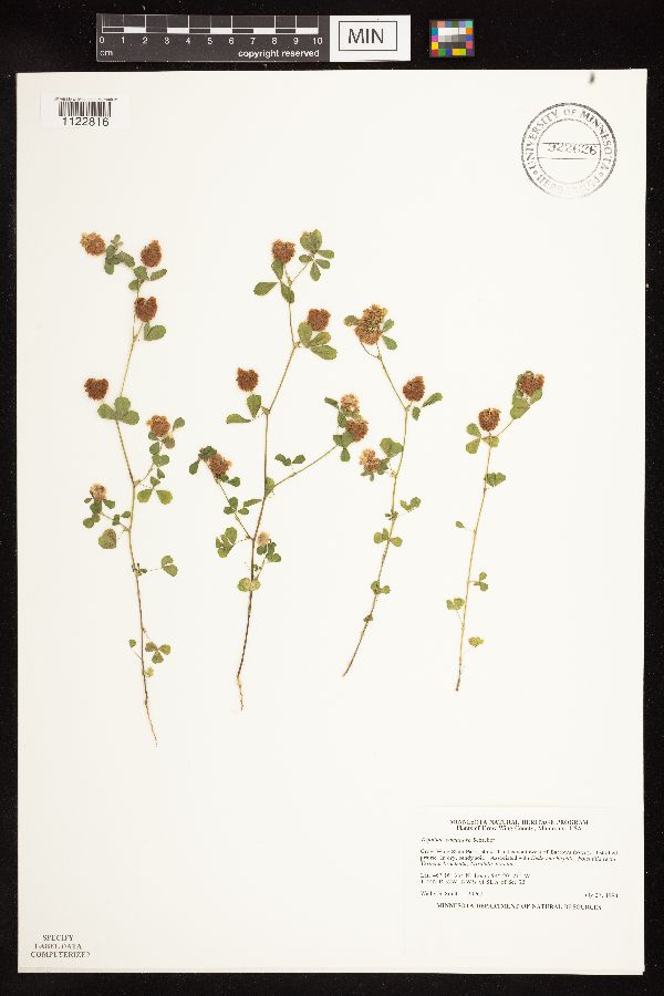 Trifolium campestre image