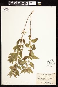 Mentha arvensis var. canadensis image