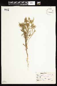 Image of Monarda menthifolia
