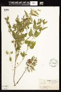 Scutellaria lateriflora var. lateriflora image