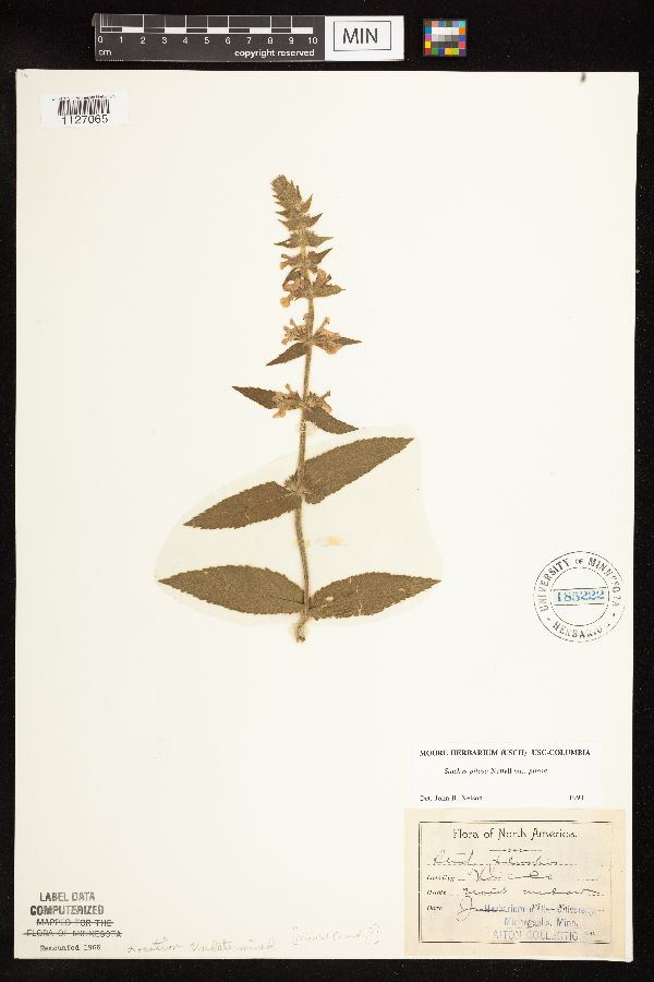 Stachys pilosa var. pilosa image