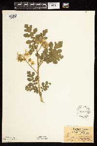 Image of Solanum rostratum