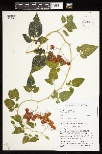Solanum dulcamara var. dulcamara image
