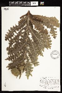 Cirsium pumilum var. hillii image