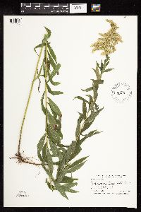 Solidago canadensis image