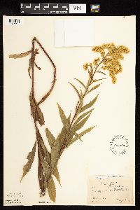 Solidago gigantea image