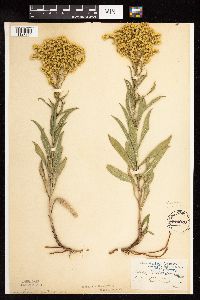 Solidago missouriensis image