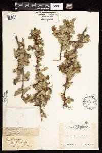 Rhamnus crocea image