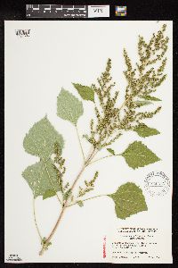 Cyclachaena xanthiifolia image