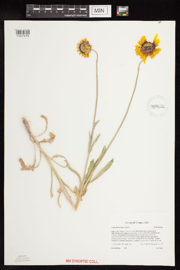 Gaillardia image