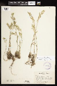 Image of Draba arabisans