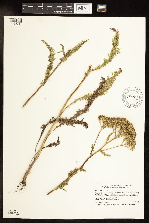 Achillea millefolium image