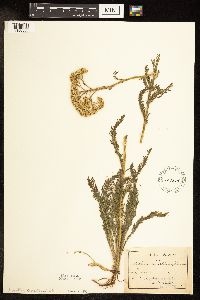 Achillea millefolium image