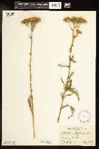 Achillea millefolium image