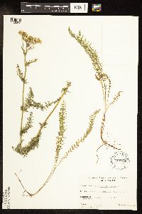 Achillea millefolium image