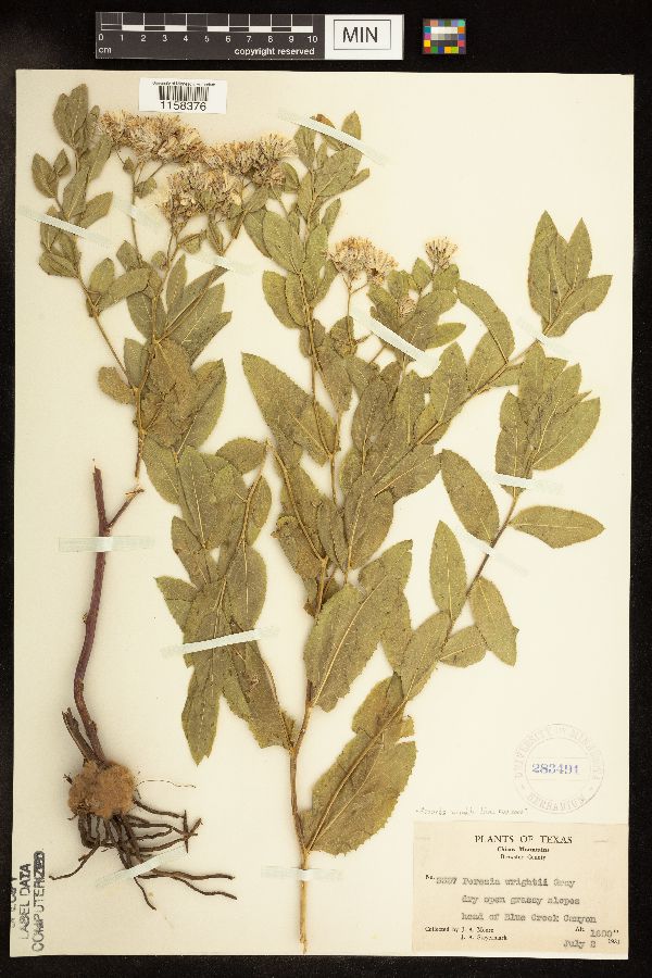 Acourtia image