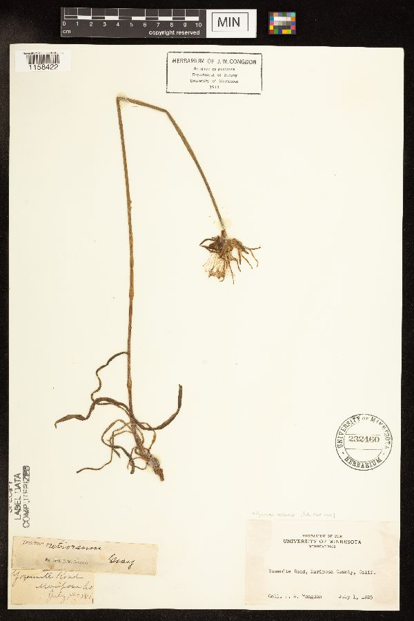 Agoseris retrorsa image