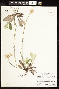 Image of Antennaria parlinii