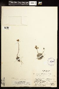 Antennaria friesiana subsp. alaskana image
