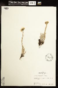 Image of Antennaria lanata