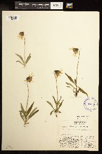 Arnica lessingii image