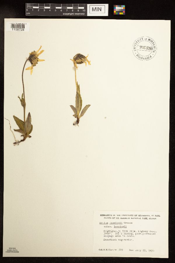 Arnica lessingii image