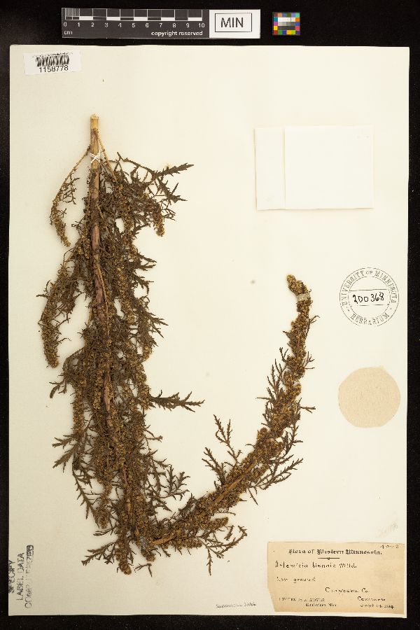 Artemisia biennis image