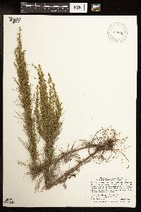 Artemisia campestris image