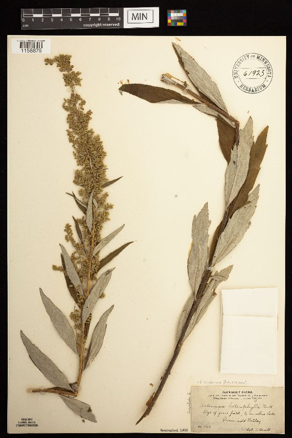 Artemisia douglasiana image