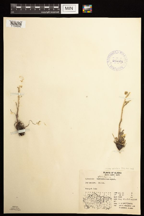 Artemisia globularia subsp. globularia image
