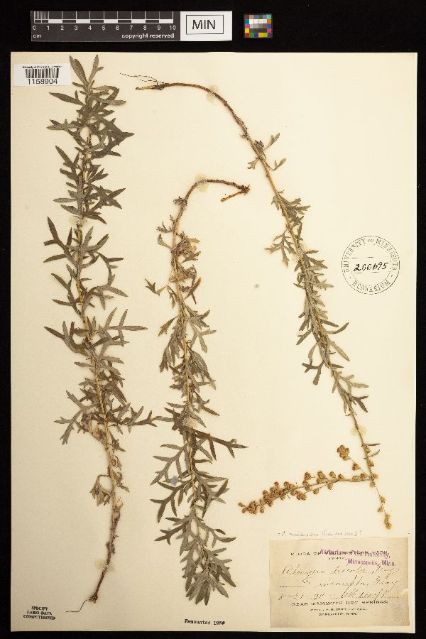 Artemisia michauxiana image