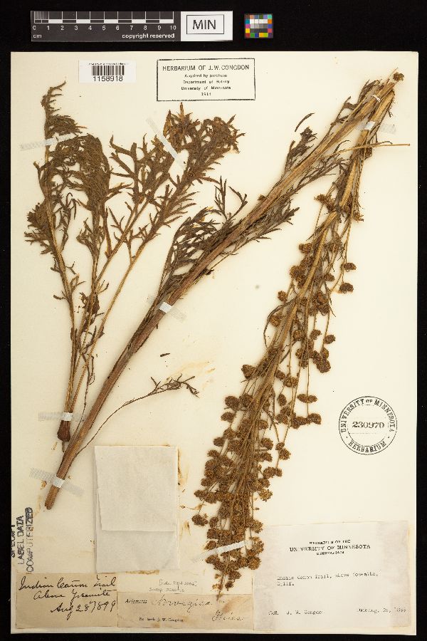 Artemisia norvegica image