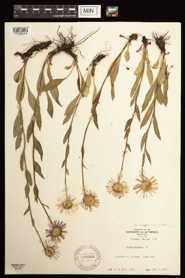 Aster alpinus image