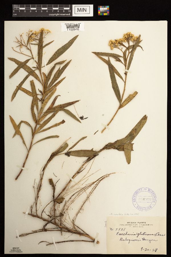 Baccharis salicifolia image