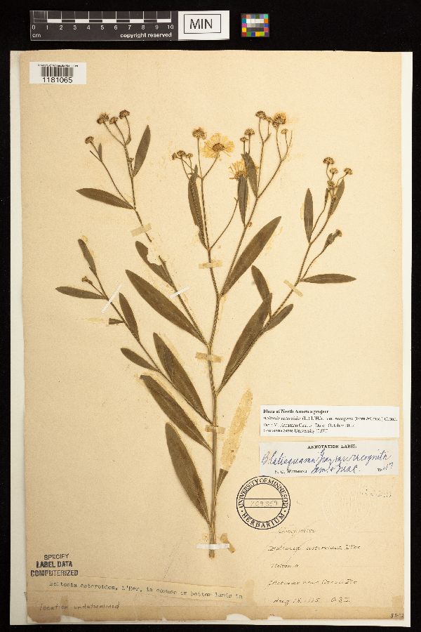 Boltonia asteroides var. recognita image