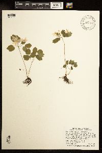 Image of Thalictrum thalictroides