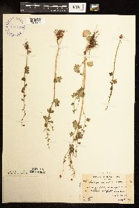 Image of Saxifraga cernua